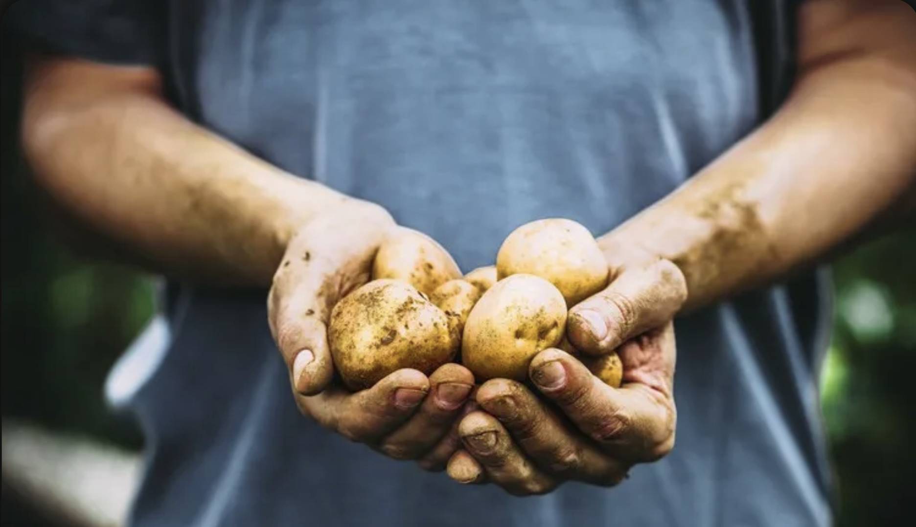 Les agriculteurs n’ont pas la patate