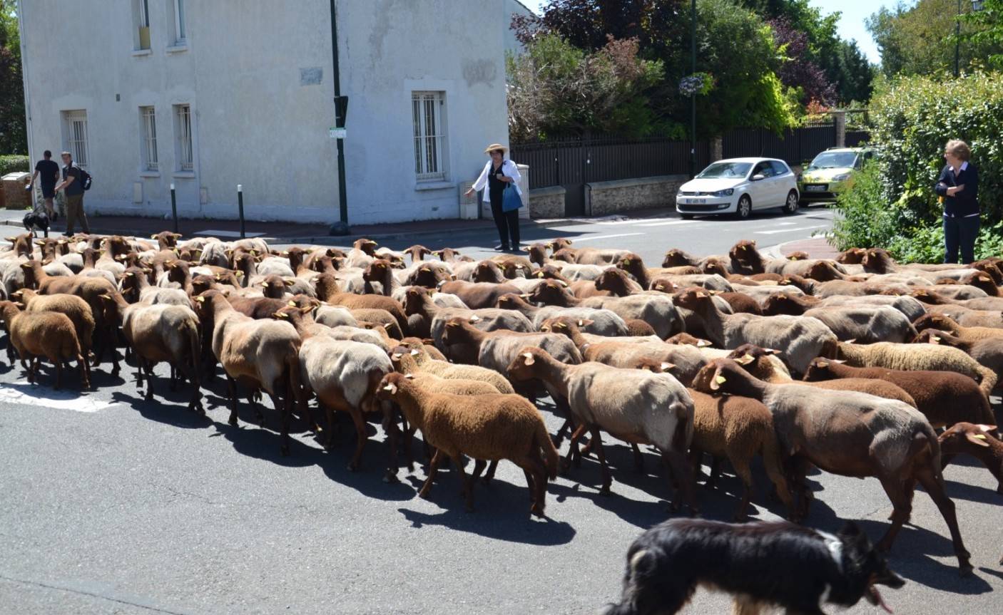 Grande transhumance Andilly-Margency