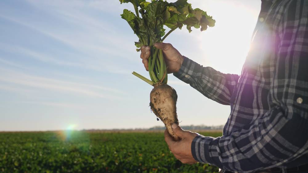 Soutenir les planteurs de betteraves et la filière sucrière française