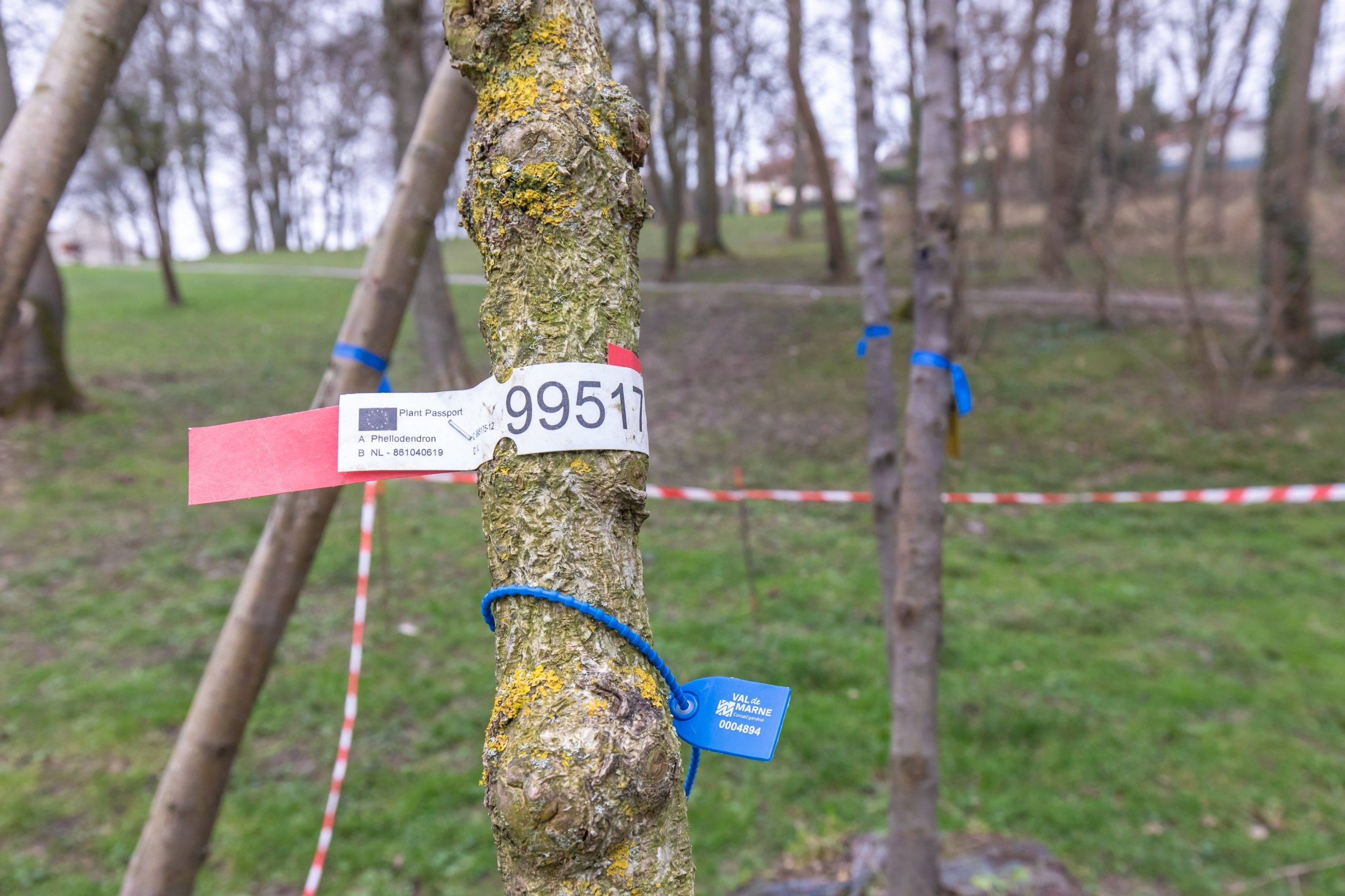 Créteil : plantation de 231 arbres