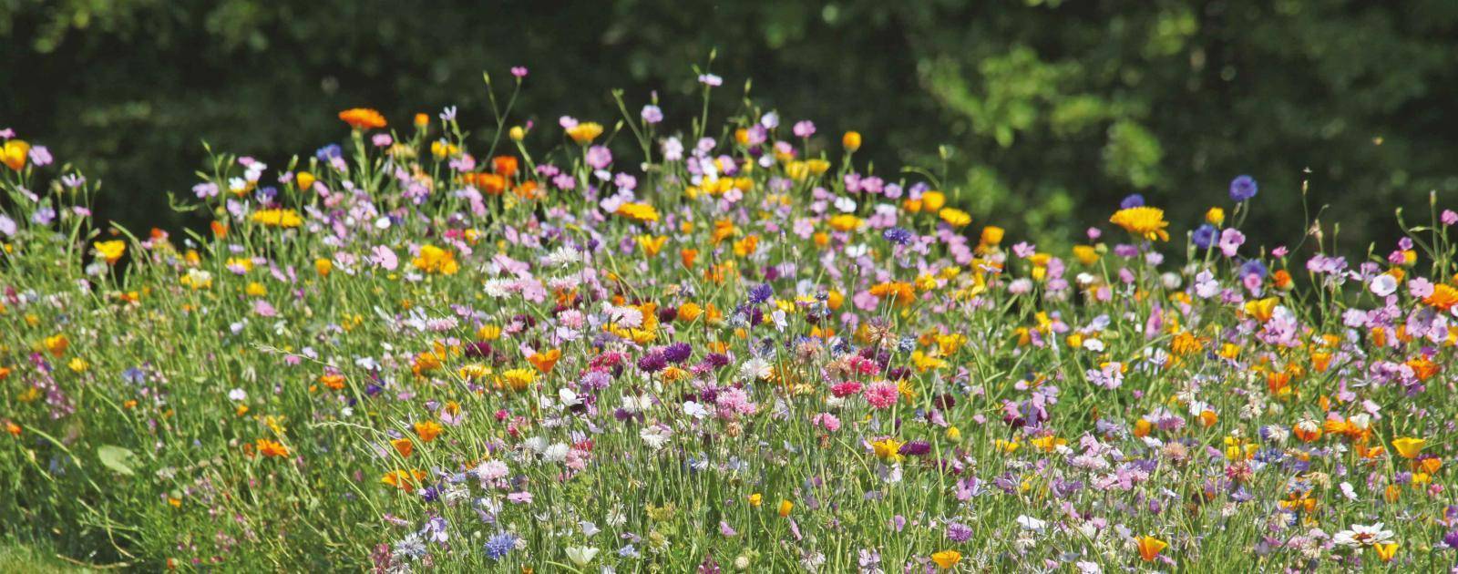 Dammarie-les-Lys : labyrinthe fleuri