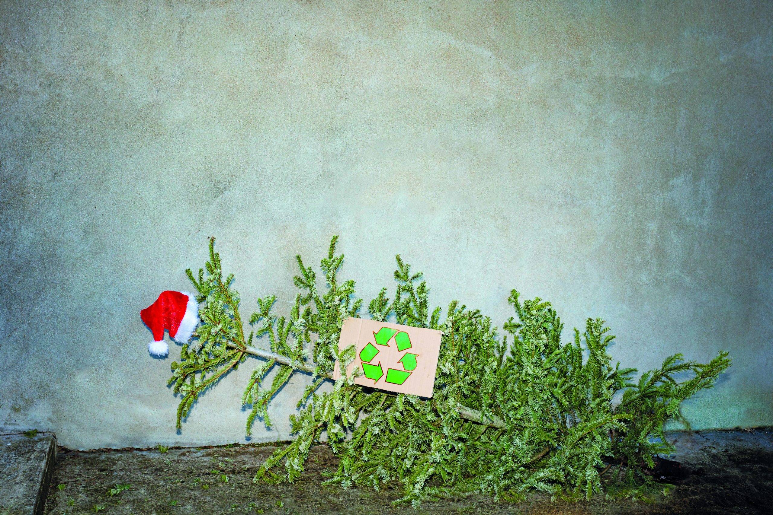 Saint-Germain Boucles de Seine : recycler son sapin de Noël