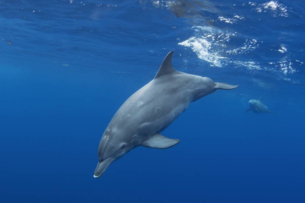 Indemnisation de la fermeture de la pêche dans le Golfe de Gascogne