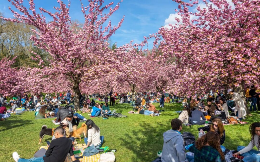 Domaine de Sceaux : Hanami