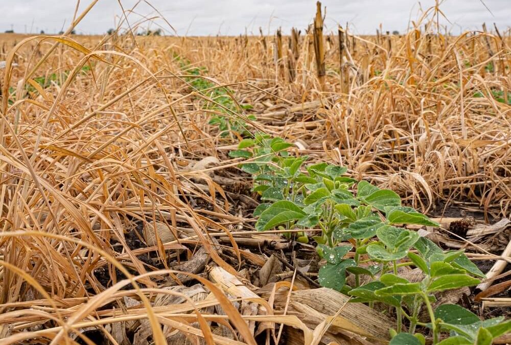 Réconciliation entre environnement et agriculture