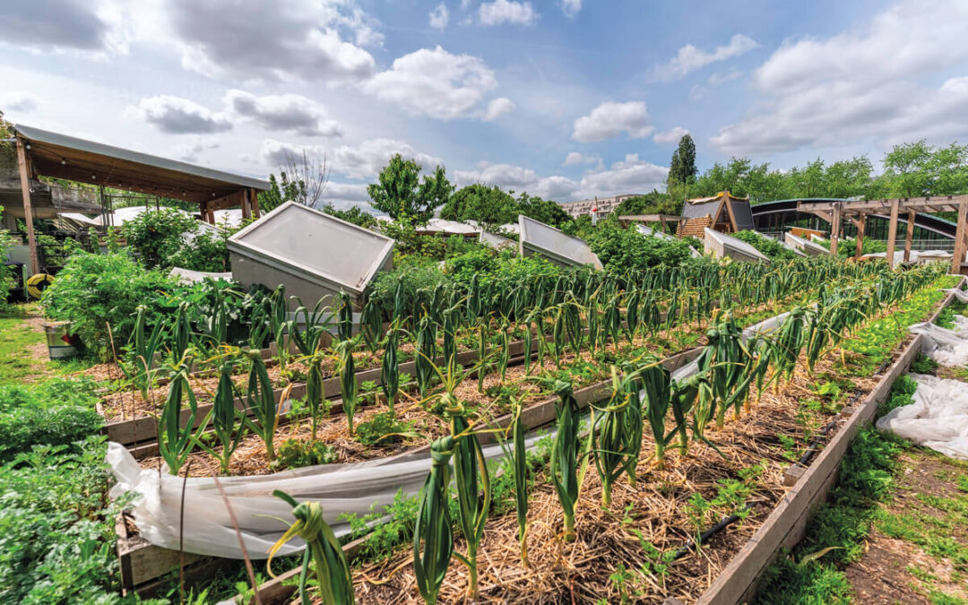 Parisculteurs : dix ans d’agriculture urbaine