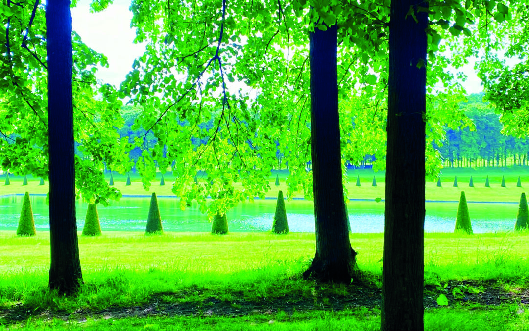Forêt de Marly : un sanctuaire vert