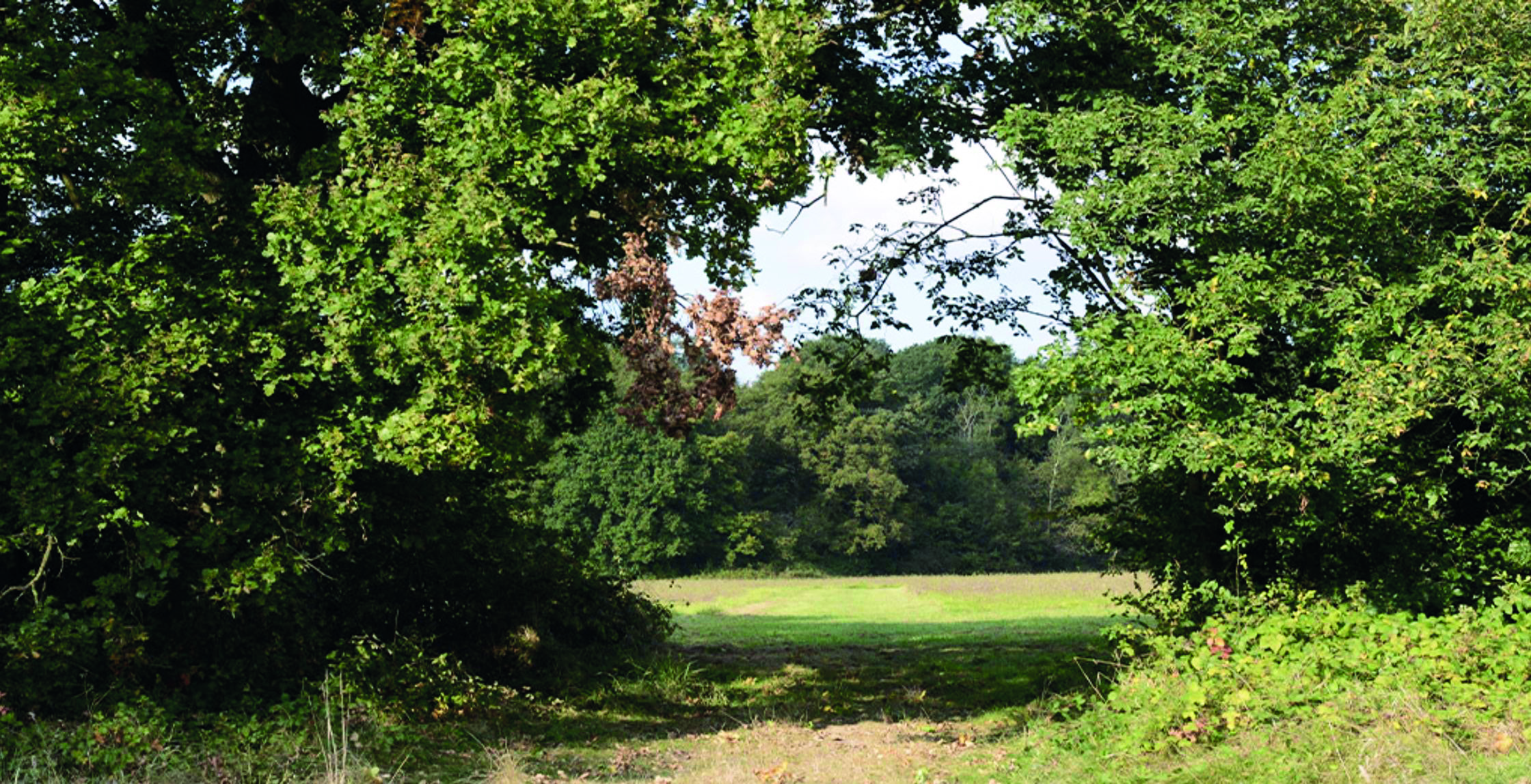foretsainteutrope