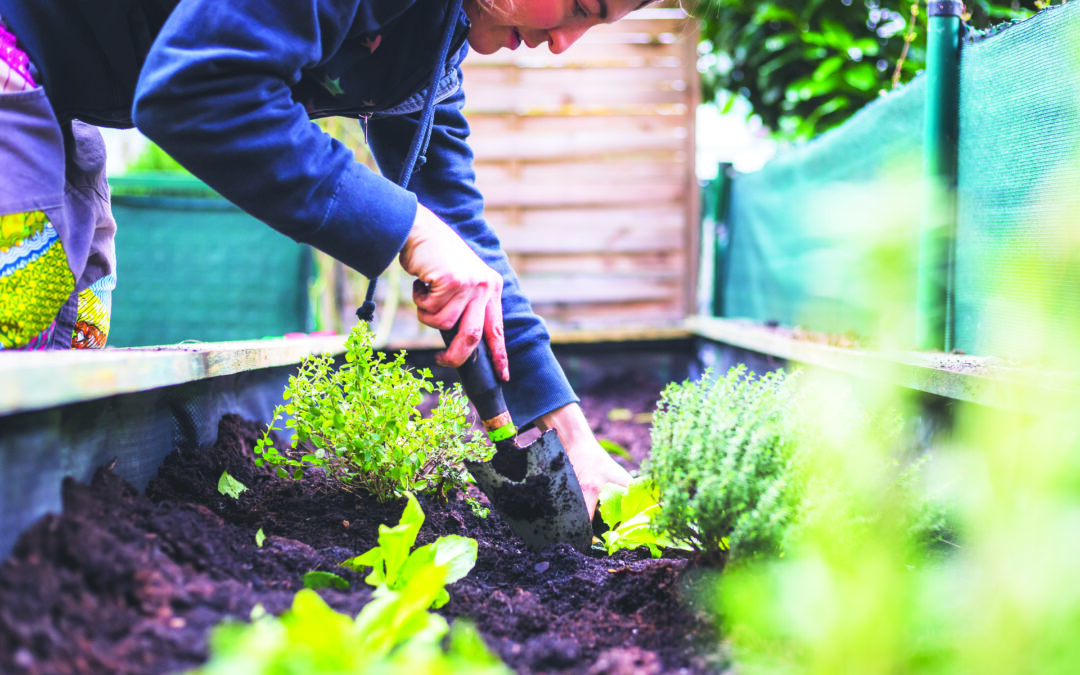 Savigny-le-Temple : enquête sur l’agriculture urbaine