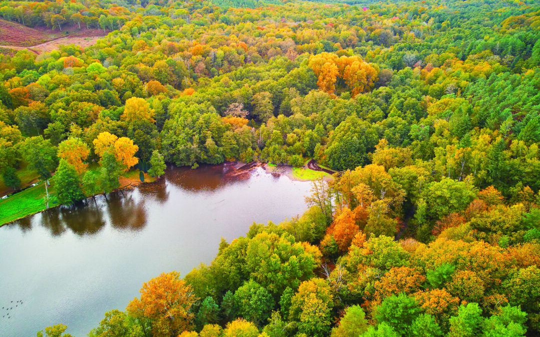 Gestion forestière : entre protection et valorisation