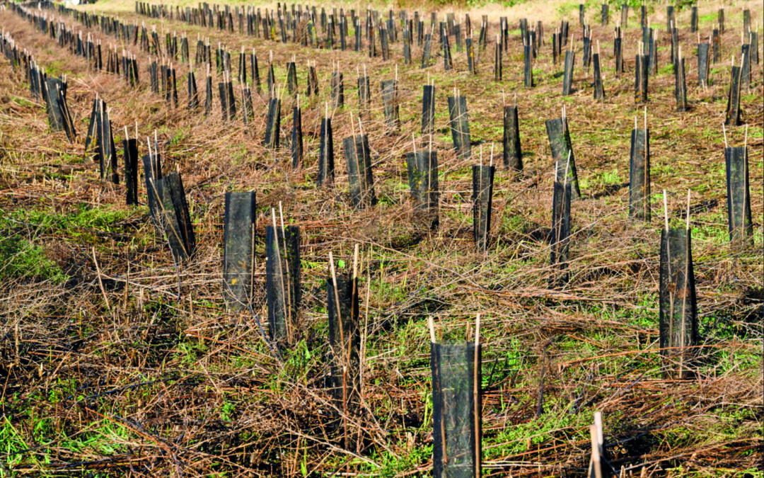 Forêt de Maubuisson : nouvelle campagne de plantations