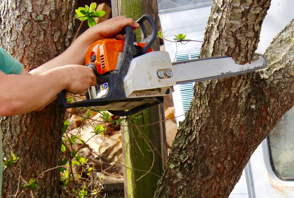 Élagage des arbres à Asnières-sur-Seine