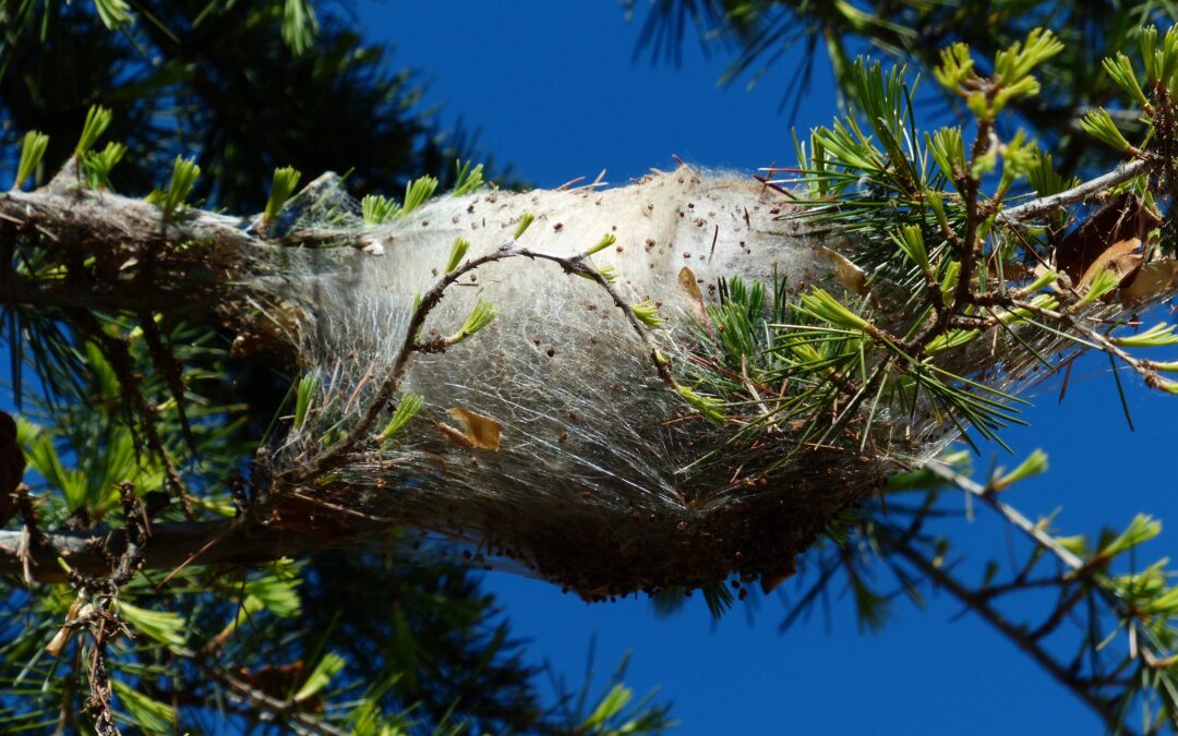 Face aux chenilles processionnaires, une action coordonnée sur le territoire