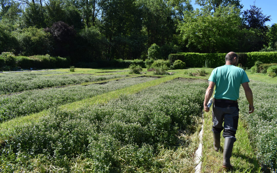 Corbeil‑Essonnes : terre agricole