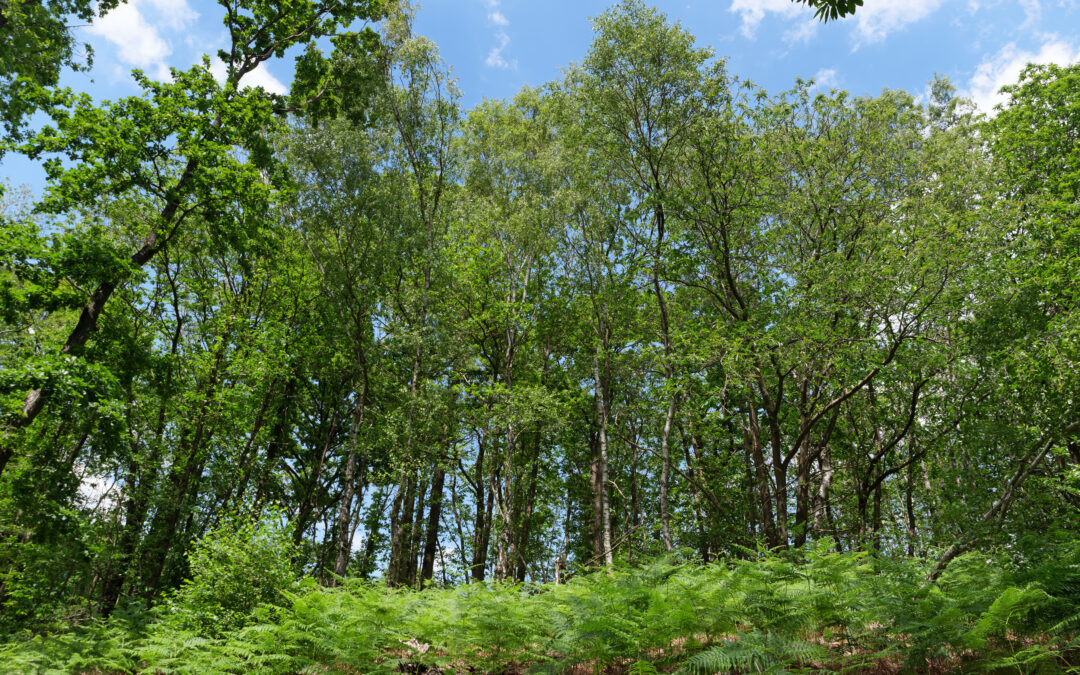 Biodiversité / cadre de vie : le Val-d’Oise soutient ses forêts domaniales