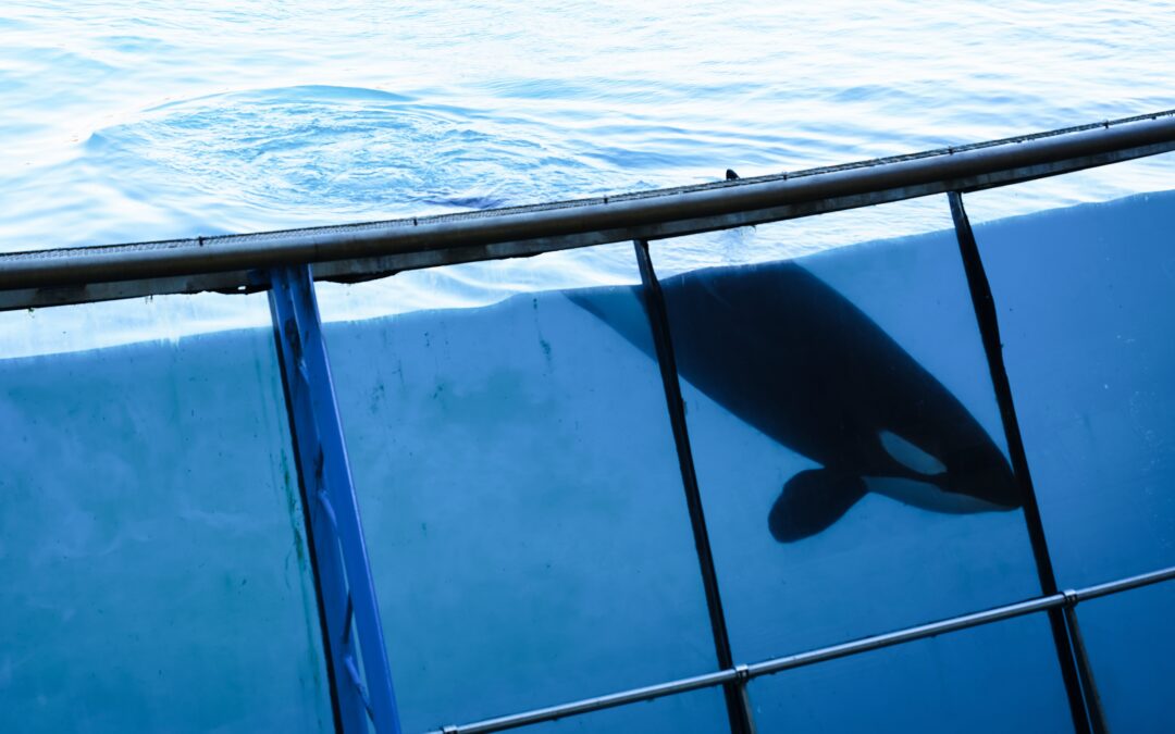 Marineland d’Antibes : les orques et les dauphins bientôt transférés en Espagne ?