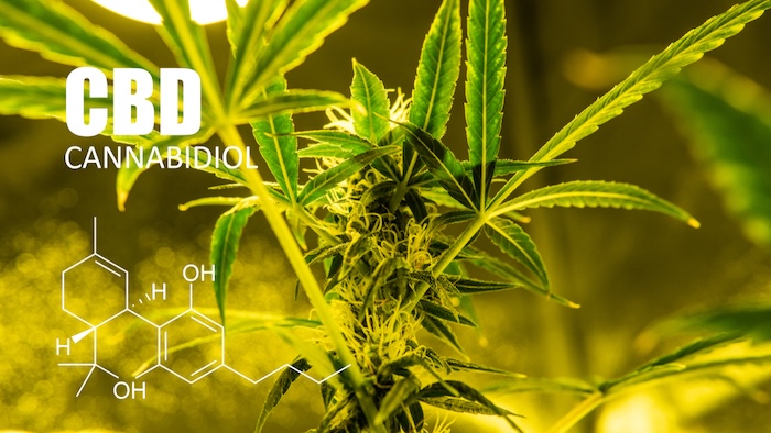 Alimentation : pourquoi le CBD reste strictement interdit dans vos assiettes en 2026