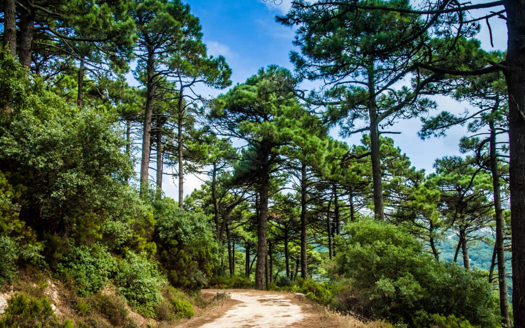 Une carte mise à jour chaque jour pour connaître l&rsquo;accès aux massifs forestiers du Var