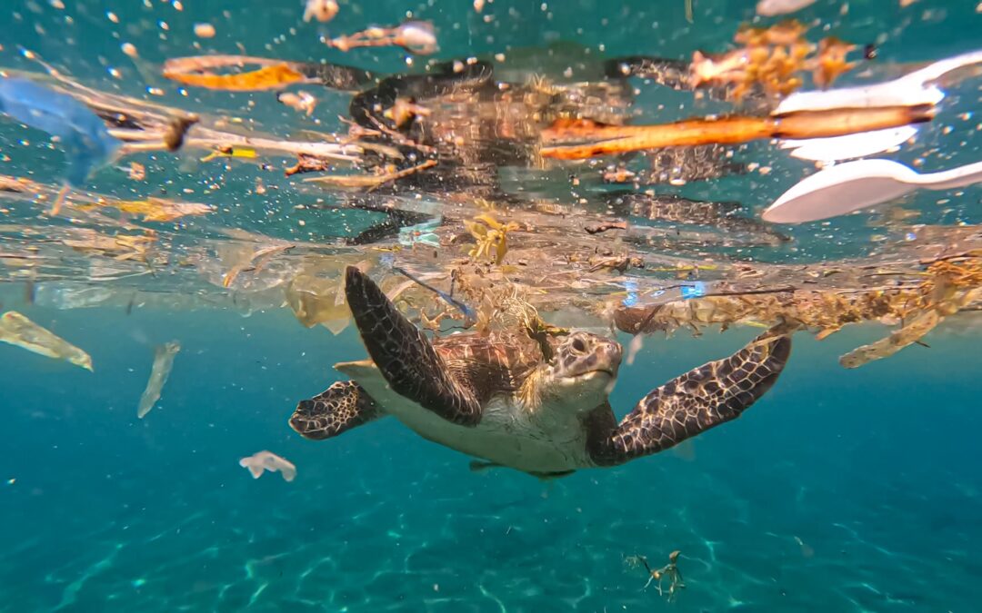 Océans en danger : un an après le sommet de Nice, la France annonce de nouvelles mesures