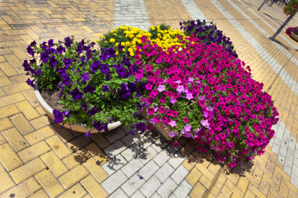 Massif fleuri en cœur de ville dans le Val-d'Oise