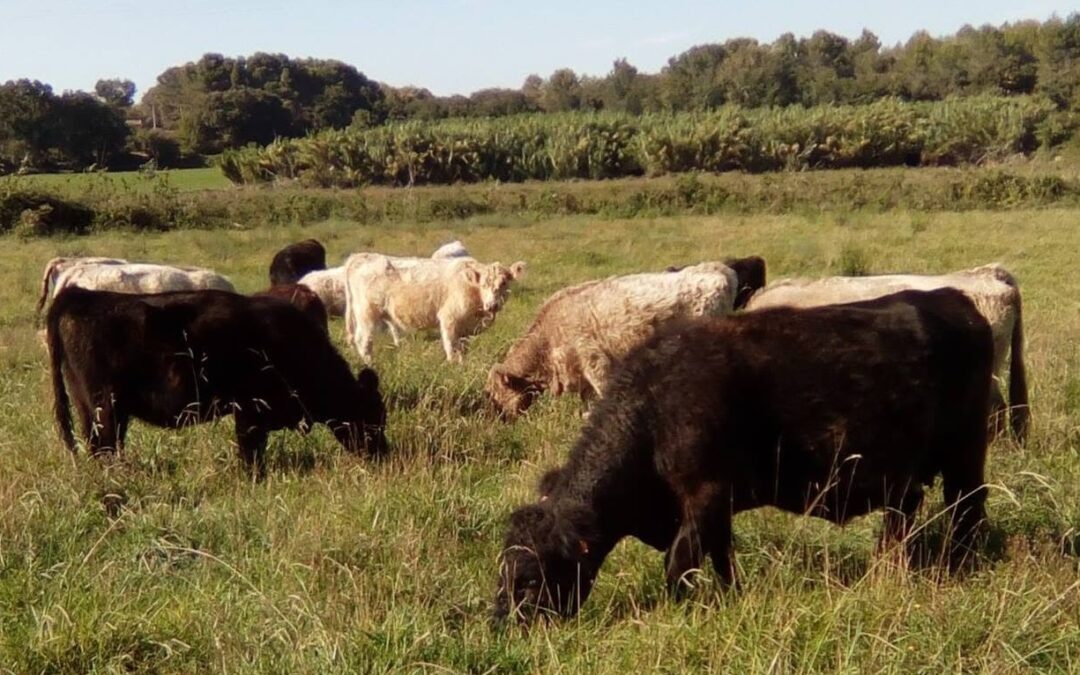 Le domaine Saint-Désiré retrouve ses agriculteurs à Miramas