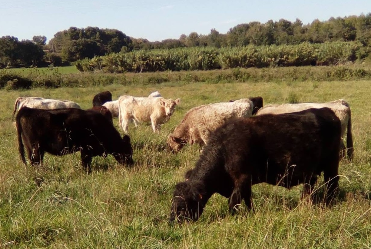 ferme