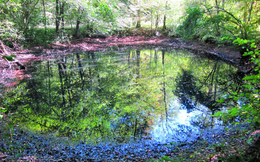 Environnement : une forêt libre naît à Ferrières