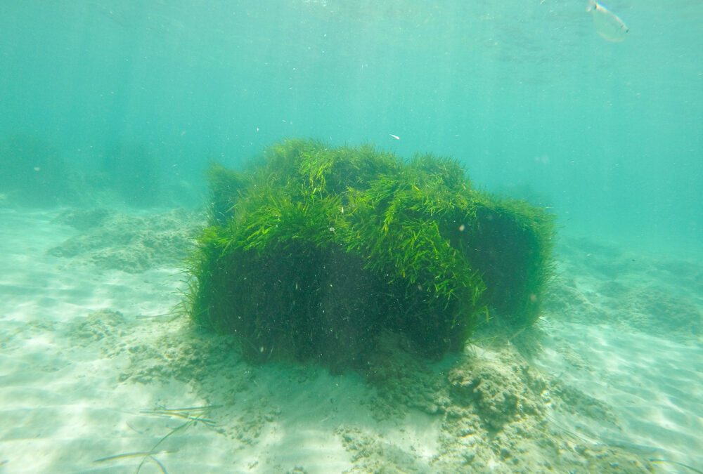 Une canalisation sous-marine alimente Porquerolles en eau potable