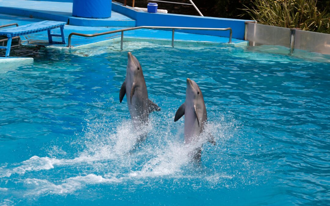 Marineland d&rsquo;Antibes : huit dauphins transférés en urgence vers l&rsquo;Espagne, les associations dénoncent un simple déménagement entre delphinariums
