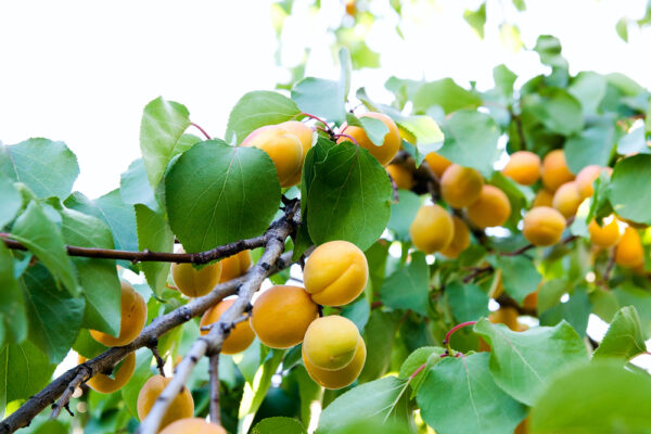Abricots mûrs illustrant le verger expérimental de Roquebrune-sur-Argens