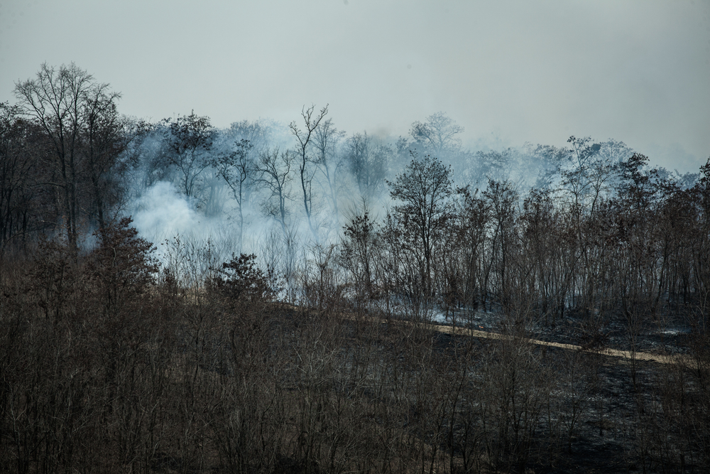 Fire,And,Smoke,In,The,Forest Forêt brûlée fumante surveillée par la préfecture après un incendie