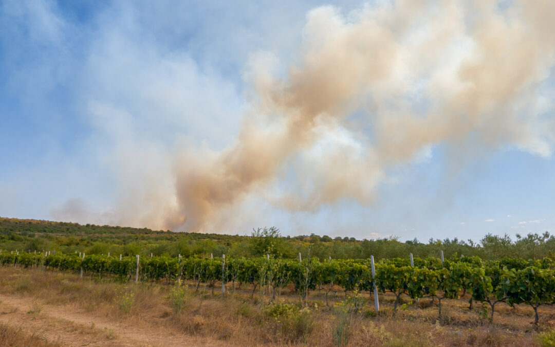 Incendies dans le Var : les vignerons redoutent un goût de fumée dans leurs raisins à quelques jours des vendanges 2026