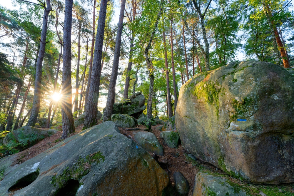 Fontainebleau : la forêt rouvre à 80 %