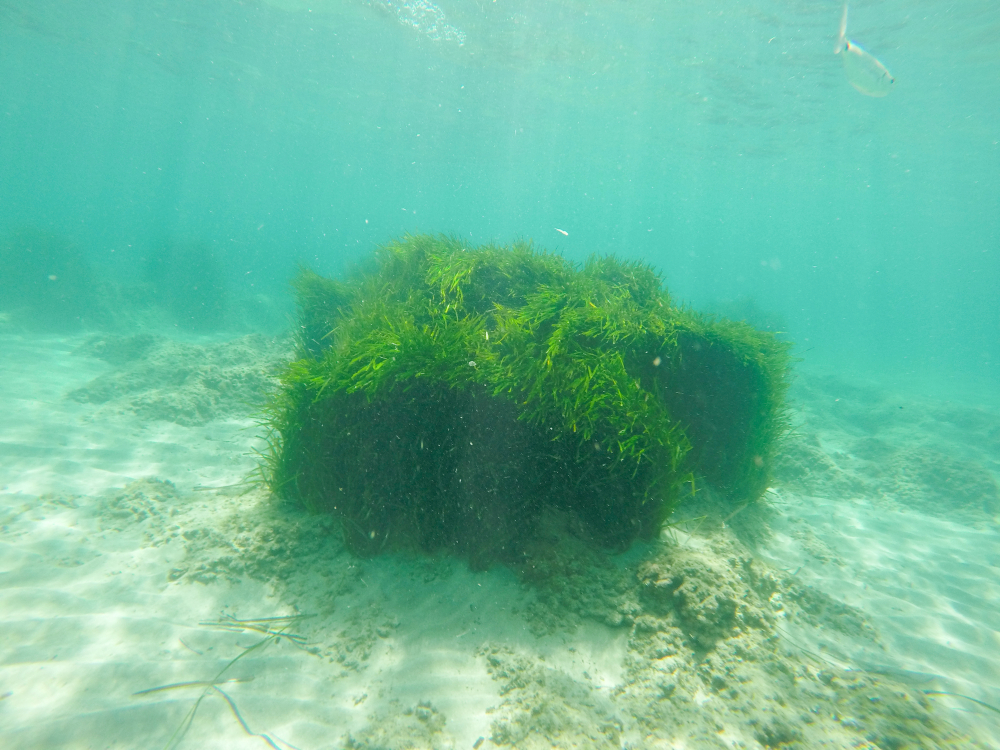 Posidonia,Plant,Underwater,Mediterranean,Sea,In,Benissa,Alicante,Spain Herbier sous-marin protégé par la garde régionale marine