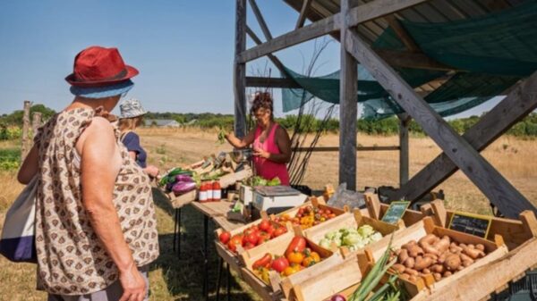 étal de producteur proposant des légumes de saison