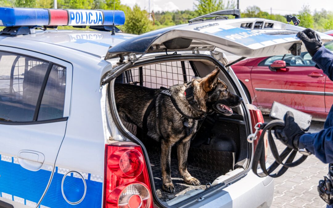 Menton muscle sa police avec une brigade cynophile