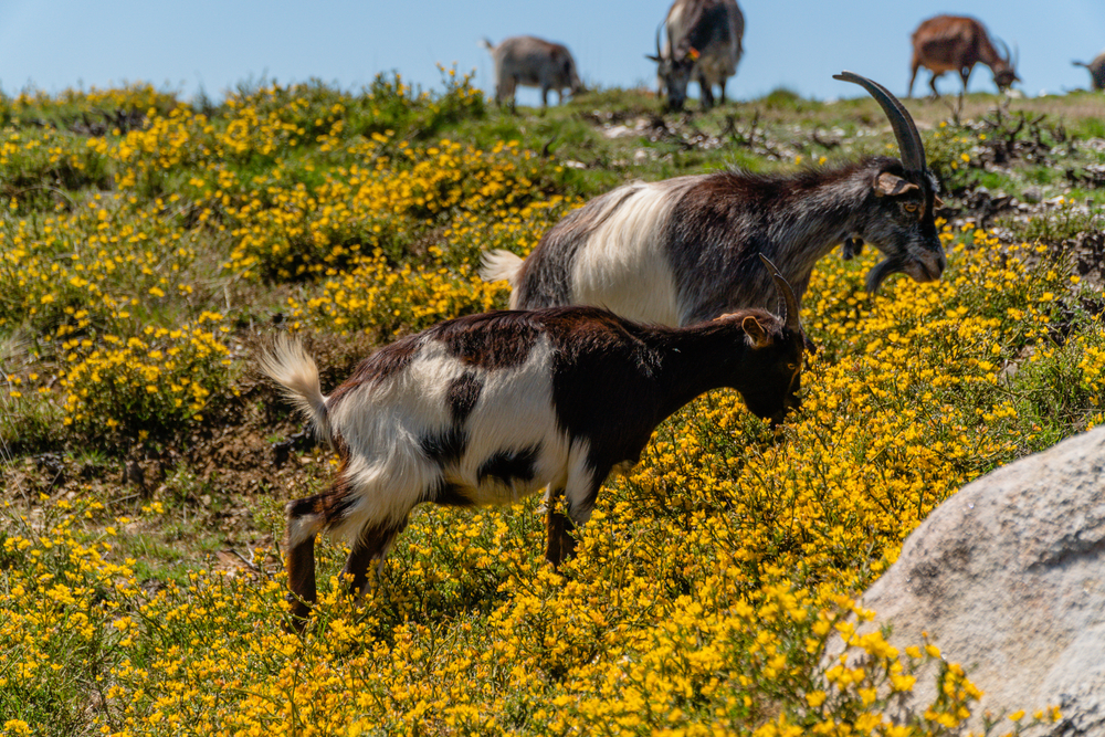 Troupeau de chèvres au pâturage en Cœur du Var