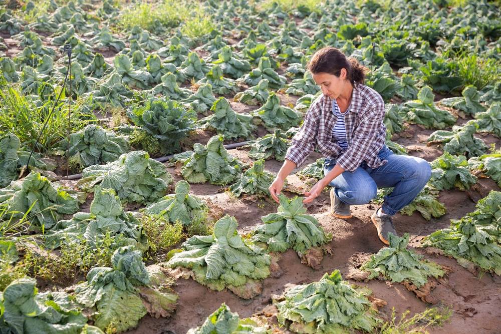 Agricultrice des Bouches-du-Rhône inspectant un champ de légumes