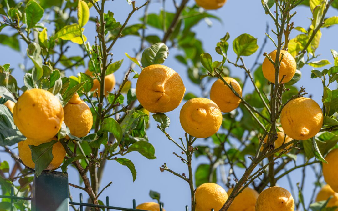 Menton dévoile sa nouvelle confrérie du citron